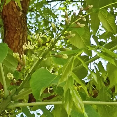 Gymnocladus dioica — flower