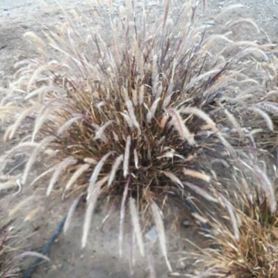Cortaderia jubata — flower
