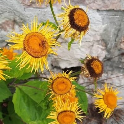 Telekia speciosa — flower