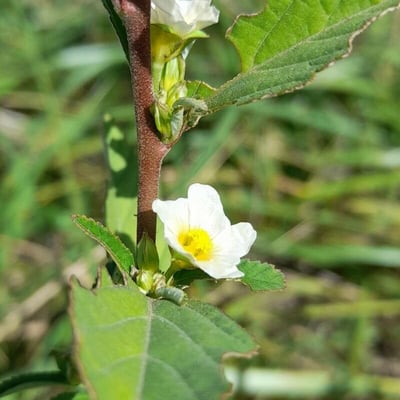 Sida spinosa — flower