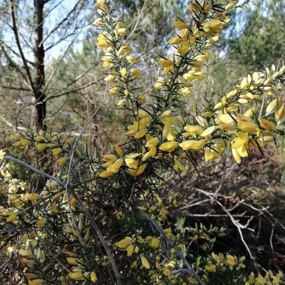 Ulex parviflorus — flower