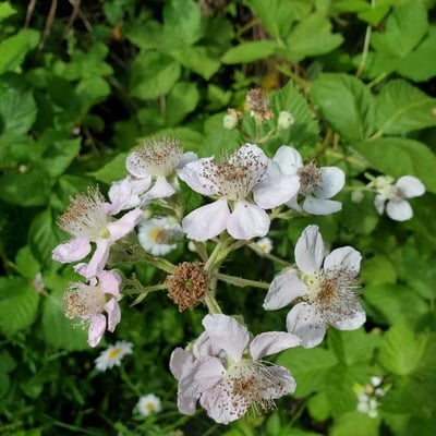 Rubus armeniacus — flower