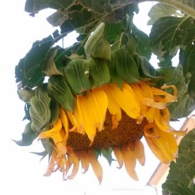 Helianthus annuus — flower