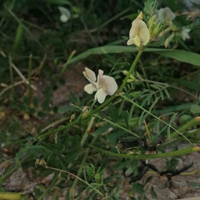 Vicia grandiflora — flower