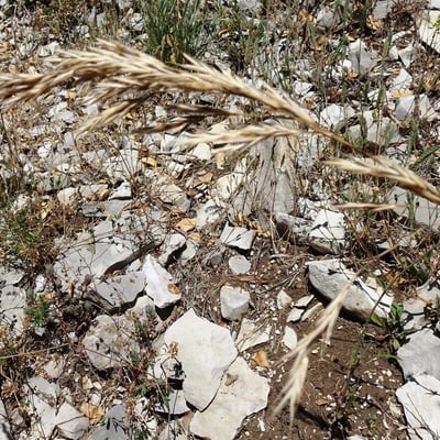 Brachypodium retusum — flower