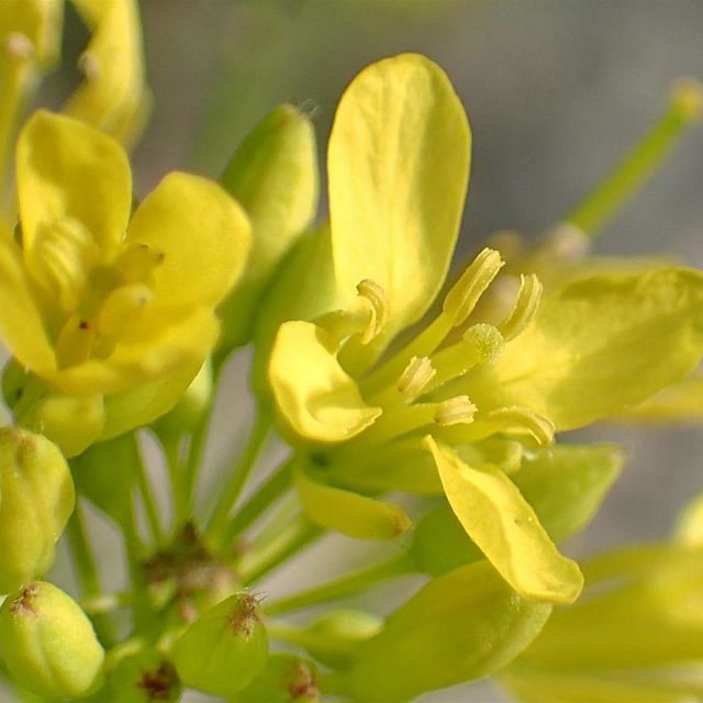 Erucastrum nasturtiifolium — flower