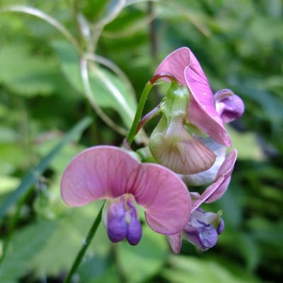 Lathyrus heterophyllus — flower