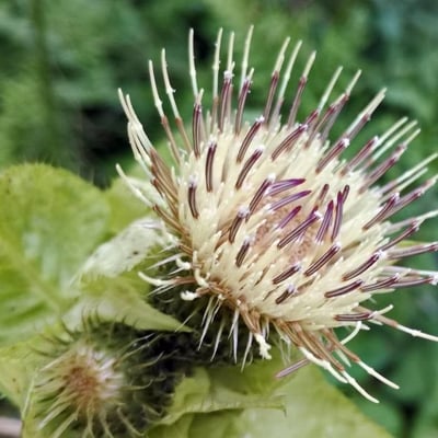Carduus acanthoides — flower