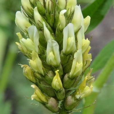 Glycyrrhiza lepidota — flower