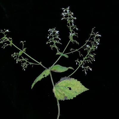 Isodon lophanthoides — habit