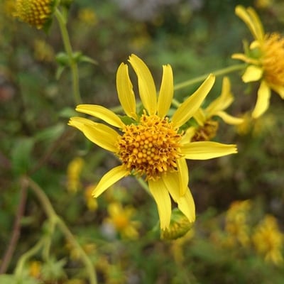 Smallanthus uvedalia — flower