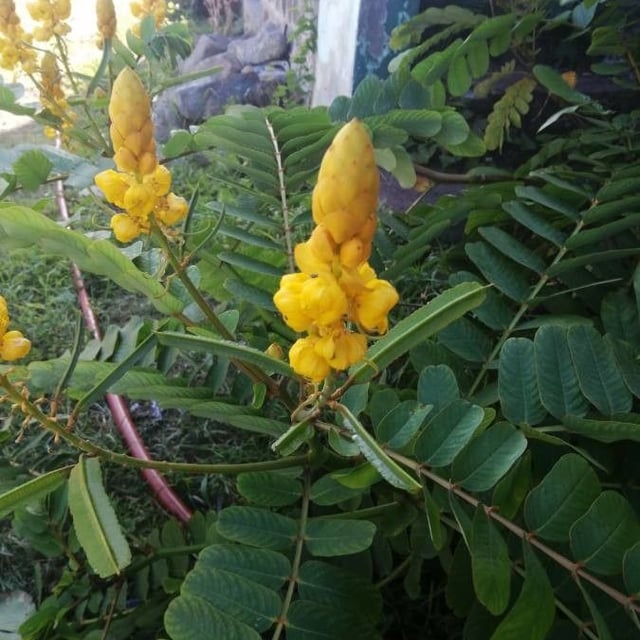 Senna alata — flower
