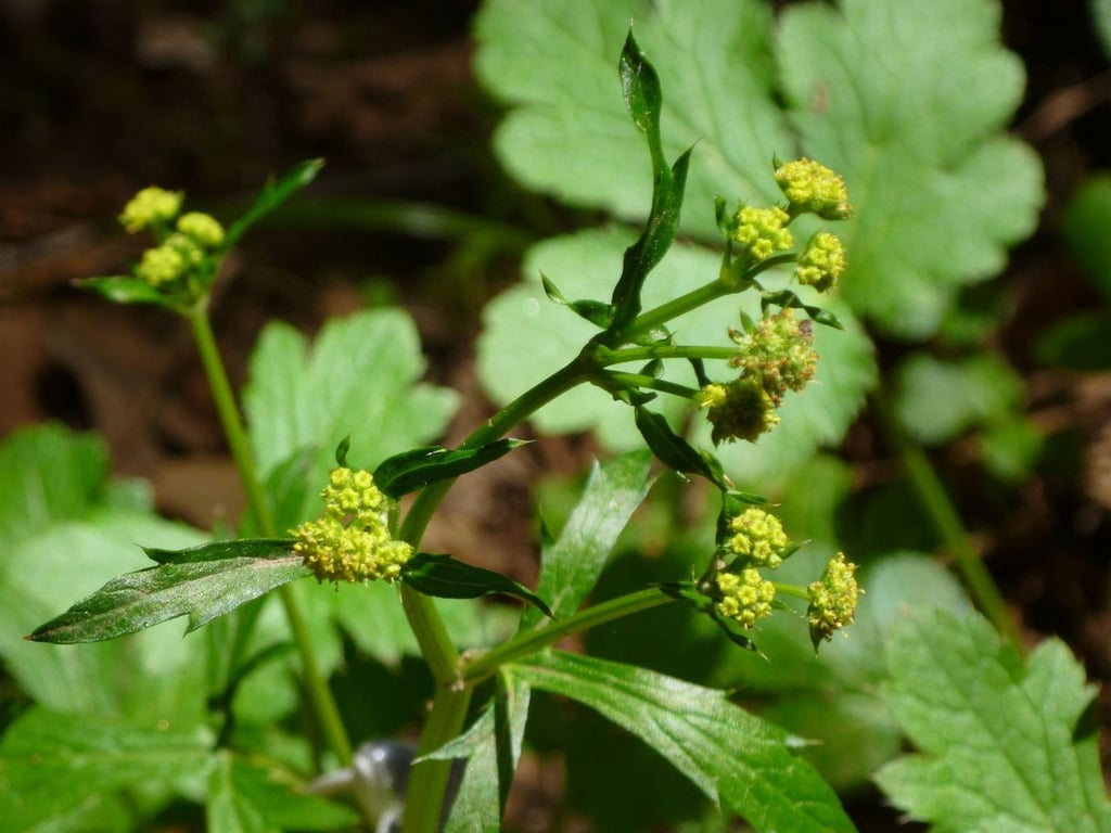 Western snakeroot