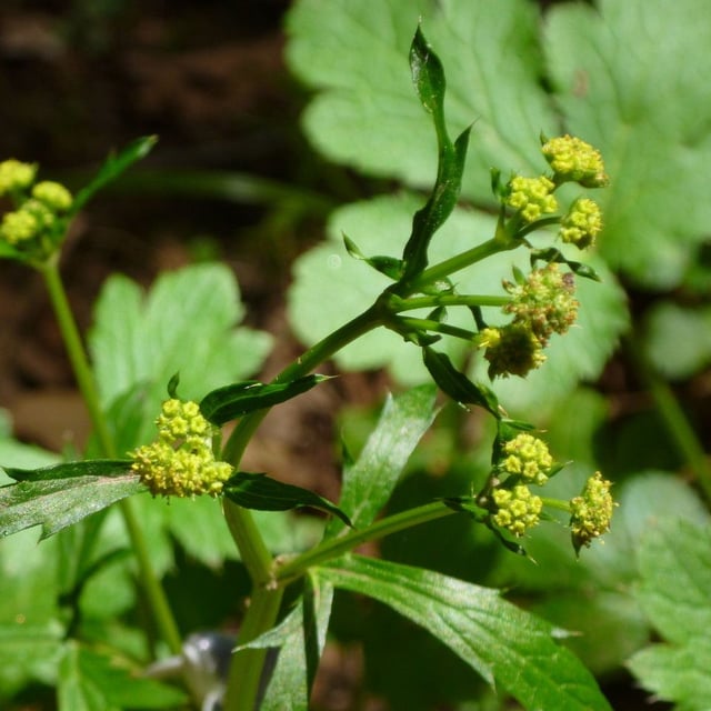 Sanicula crassicaulis — flower