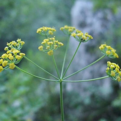 Bupleurum falcatum — flower