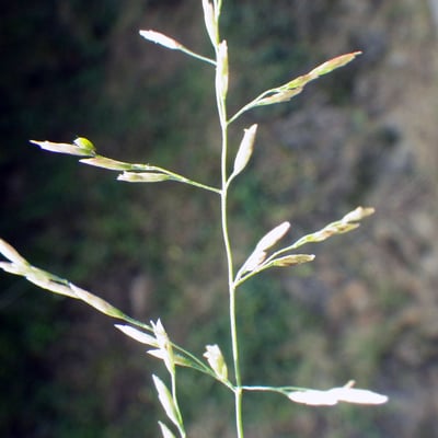 Puccinellia distans — flower