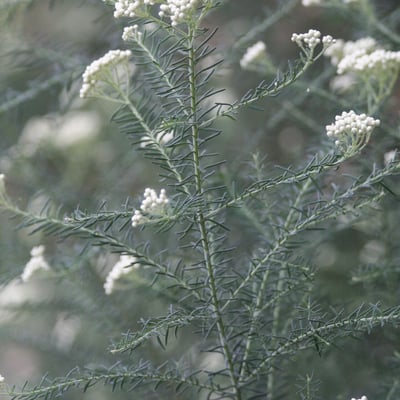 Ozothamnus diosmifolius — flower