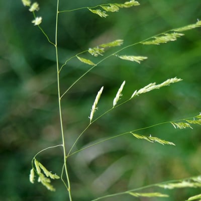 Leersia oryzoides — flower