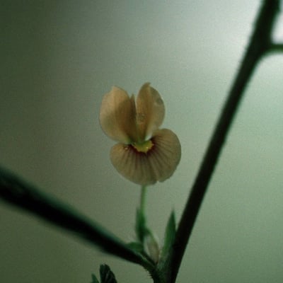Aeschynomene americana — flower