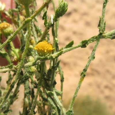 Pulicaria undulata — flower