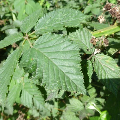 Rubus adspersus — leaf