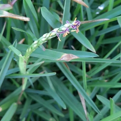 Stenotaphrum secundatum — flower