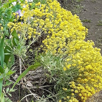 Aurinia saxatilis — flower