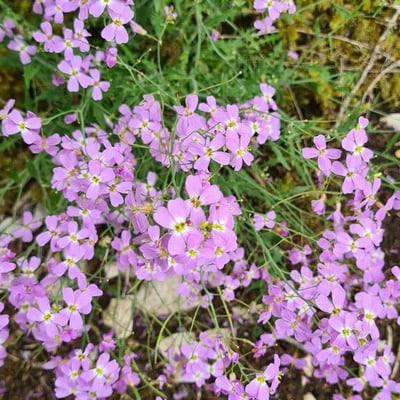 Arabidopsis arenosa — flower