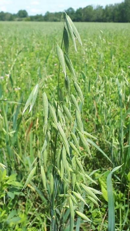 Red oat