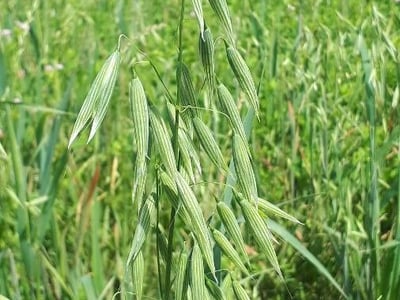 Red oat