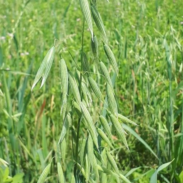 Avena sativa — flower