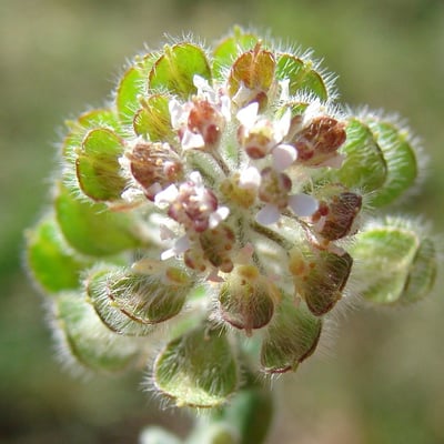 Lepidium hirtum — flower
