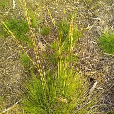 Festuca filiformis — flower