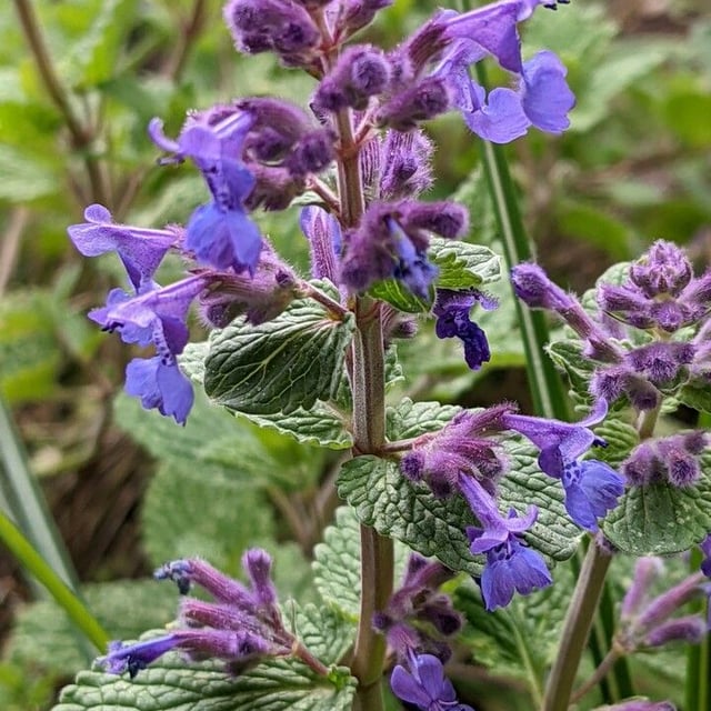 Nepeta cataria — flower