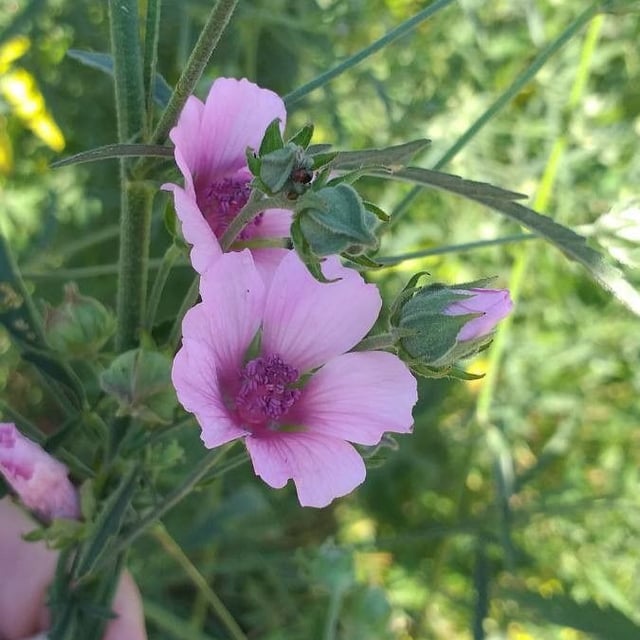 Althaea cannabina — flower