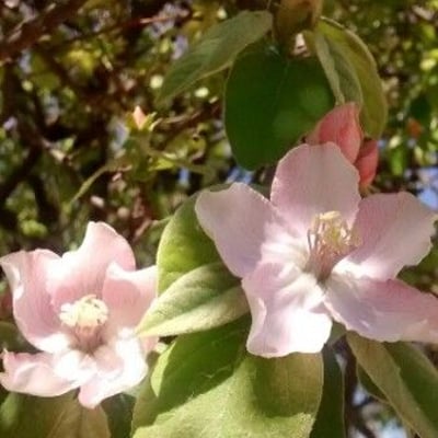 Cydonia oblonga — flower