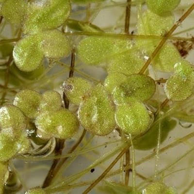 Lemna turionifera — leaf