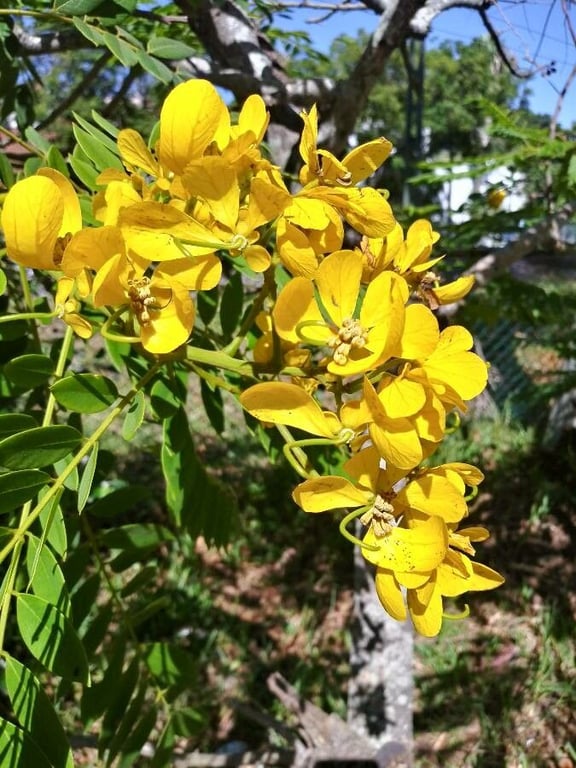 Casia amarilla
