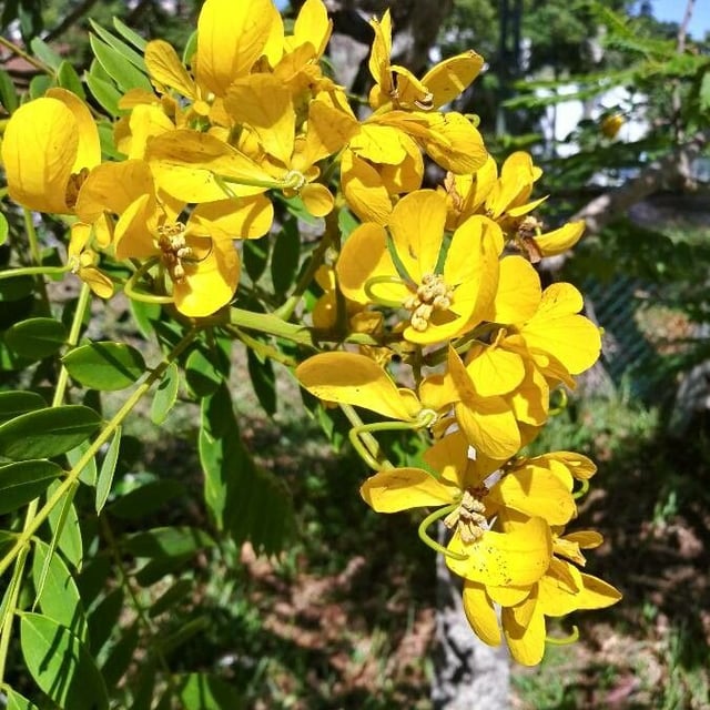 Senna spectabilis — flower