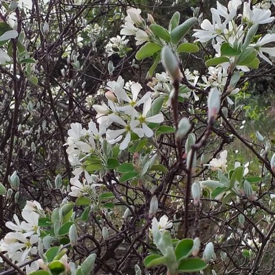 Amelanchier ovalis — flower