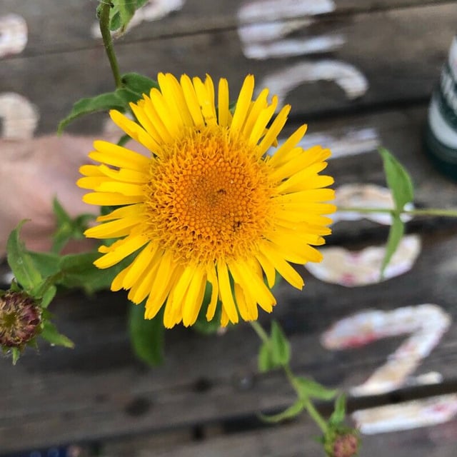 Pulicaria dysenterica — flower