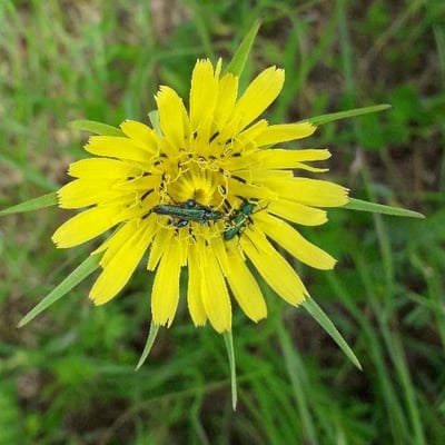 Tragopogon dubius — flower