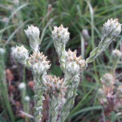 Filago arvensis — flower