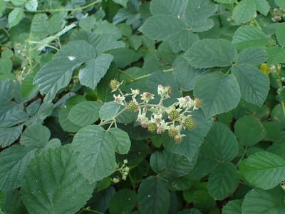 Rubus salisburgensis