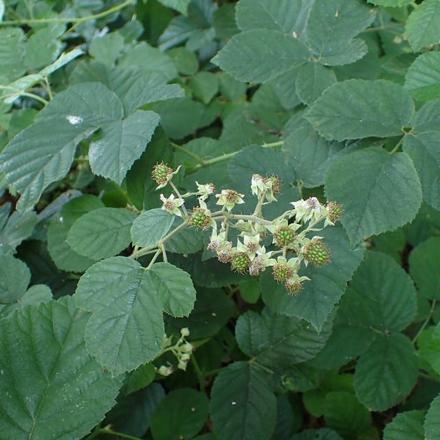 Rubus salisburgensis