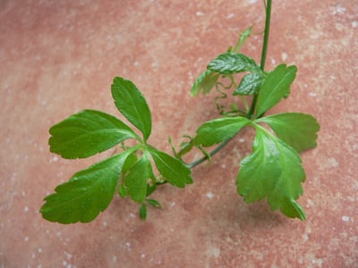 Jiao Gu Lan