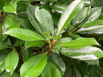 Shi Nan Ye