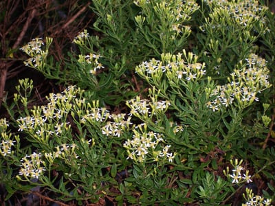 Hubertia ambavilla
