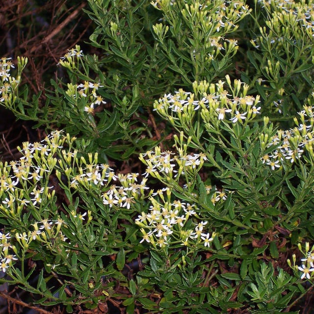 Hubertia ambavilla
