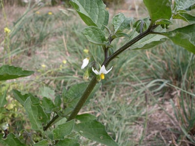 Long Kui